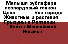 Малыши эублефара ( леопардовый геккон) › Цена ­ 1 500 - Все города Животные и растения » Грызуны и Рептилии   . Ханты-Мансийский,Нягань г.